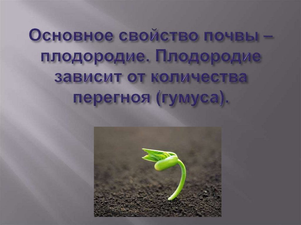 Основное свойство почвы – плодородие. Плодородие зависит от количества перегноя (гумуса).