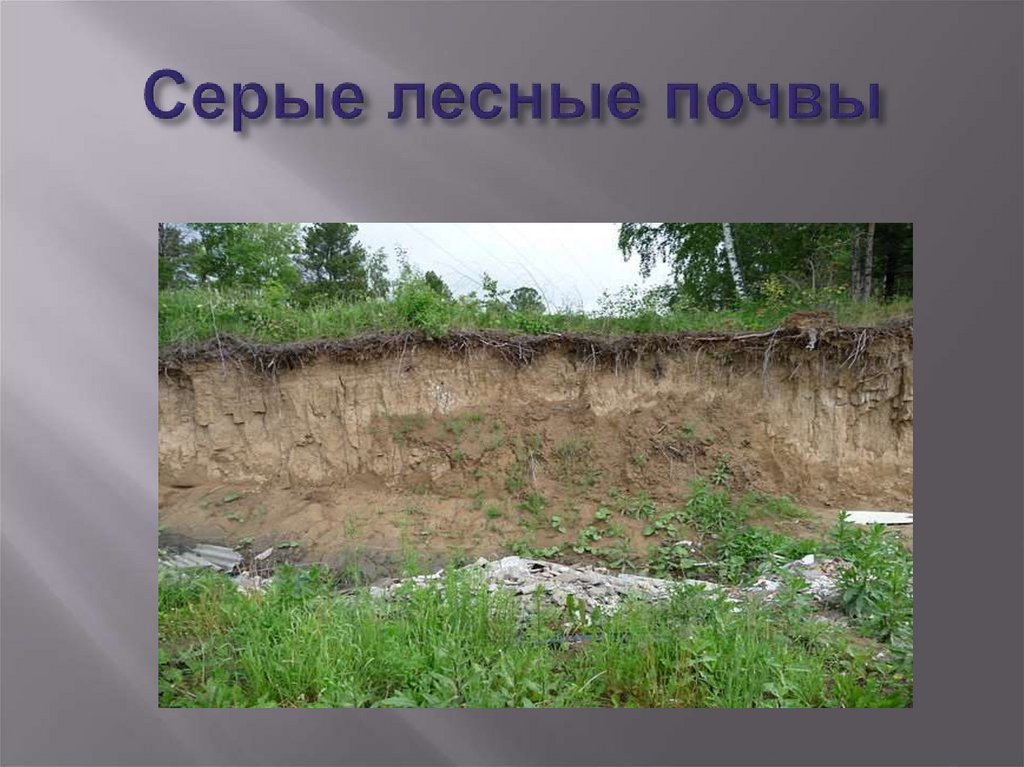 Серые лесные почвы