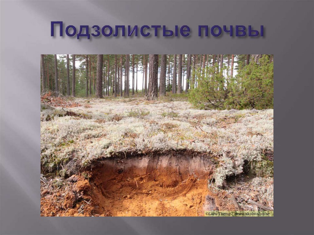 Подзолистые почвы