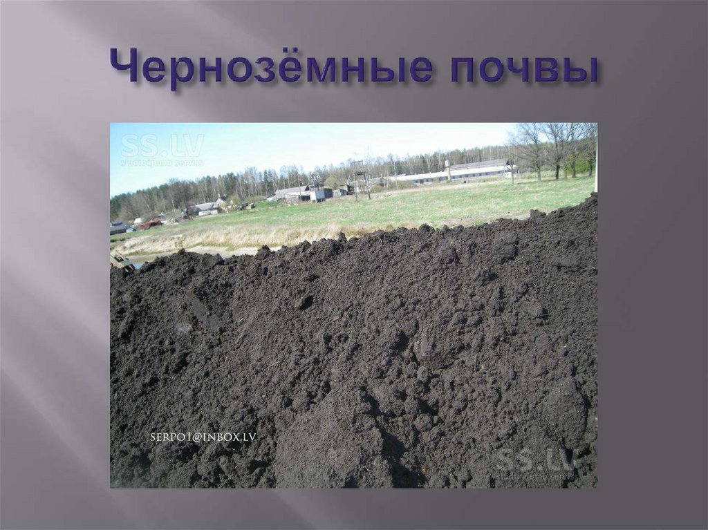 Чернозёмные почвы