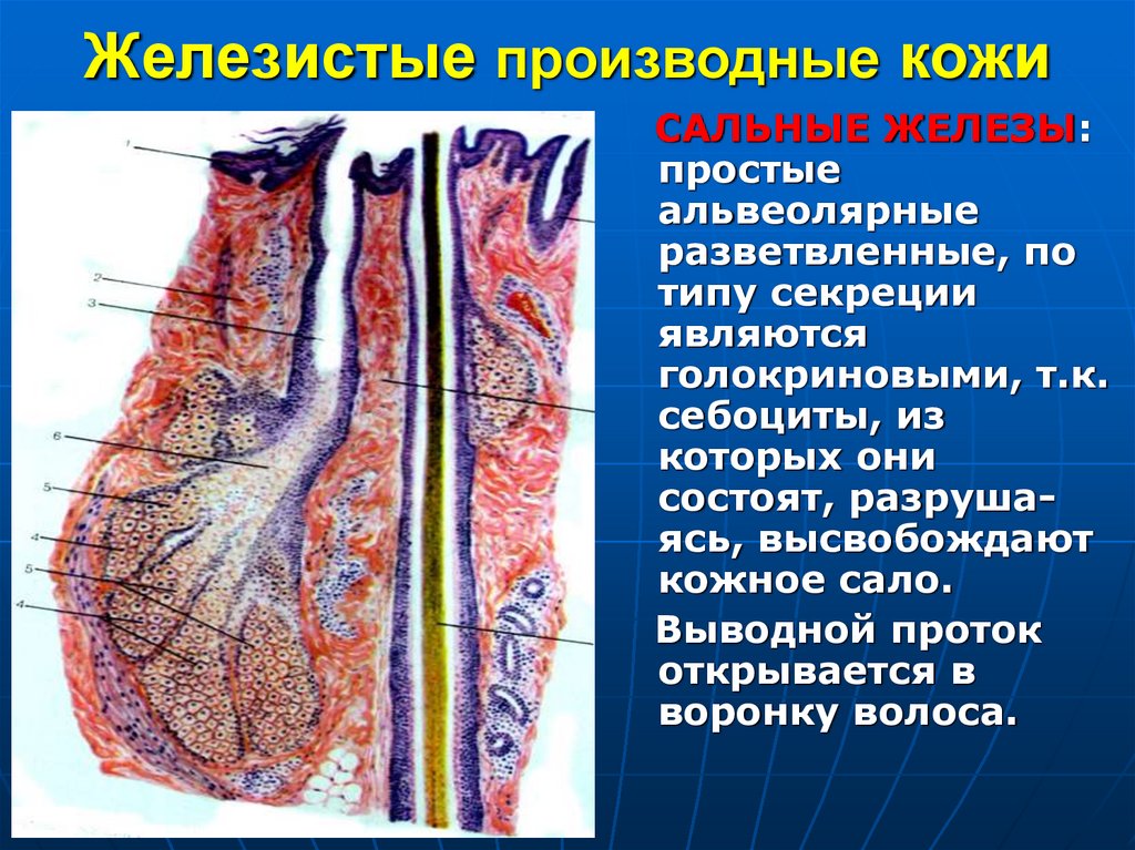 Железистые производные кожи