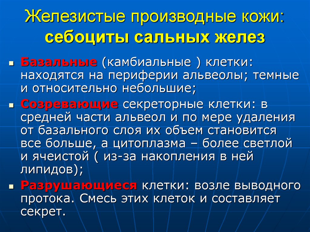 Железистые производные кожи: себоциты сальных желез