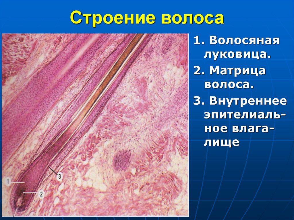 Строение волоса