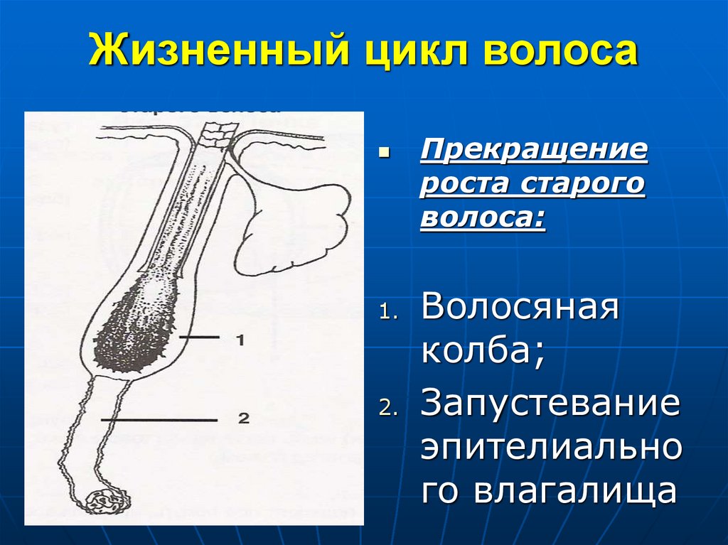 Жизненный цикл волоса