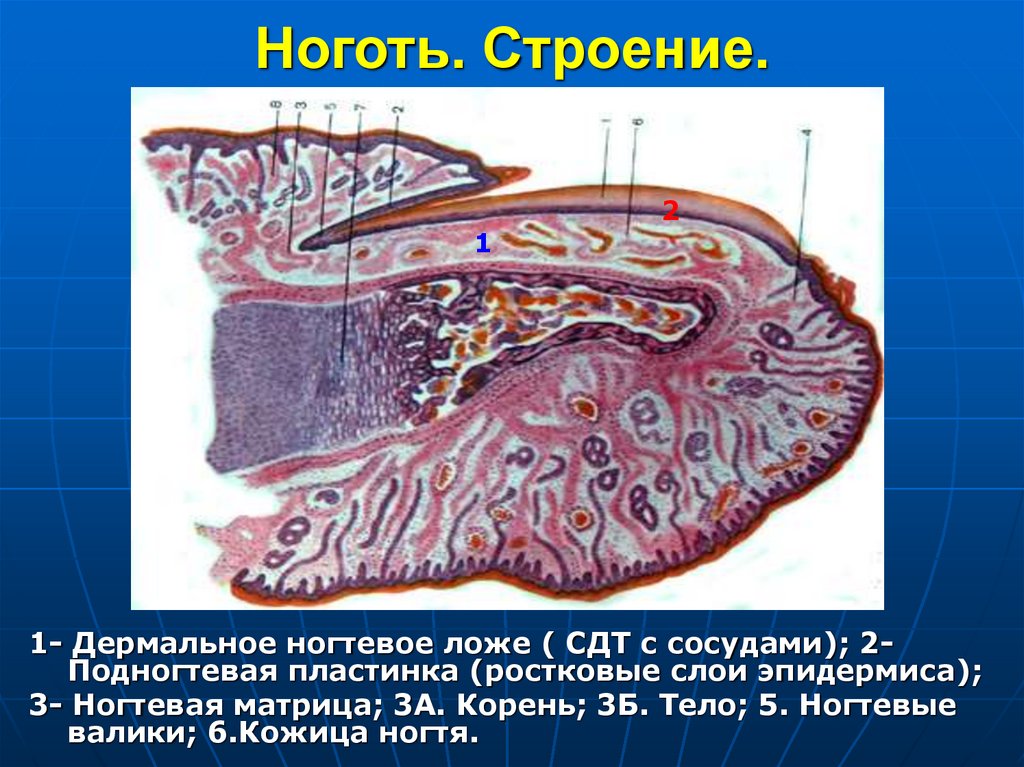 Ноготь. Строение.