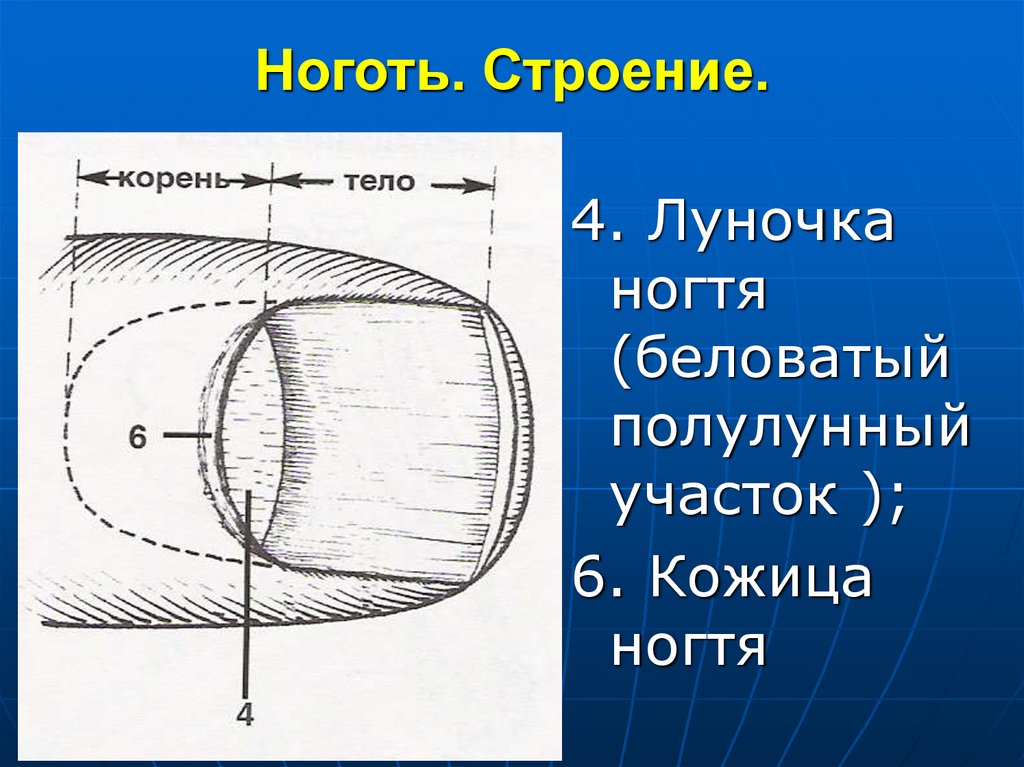 Ноготь. Строение.