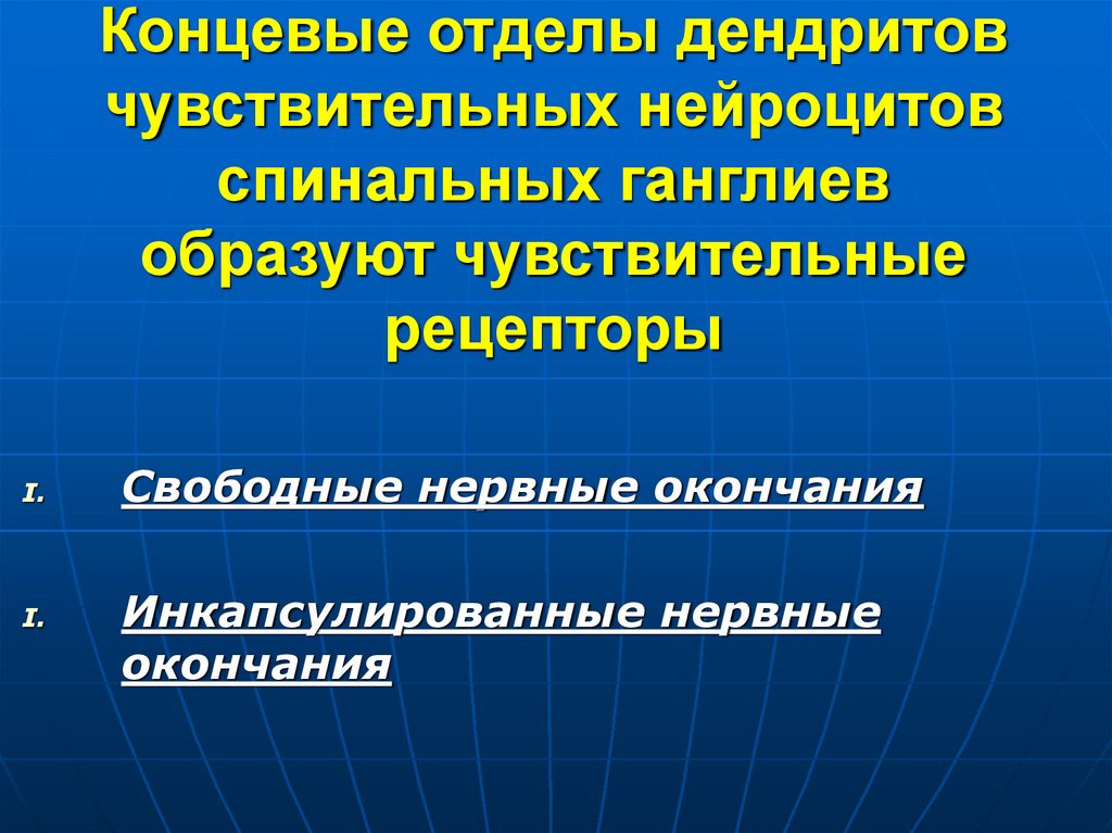 Концевые отделы дендритов чувствительных нейроцитов спинальных ганглиев образуют чувствительные рецепторы