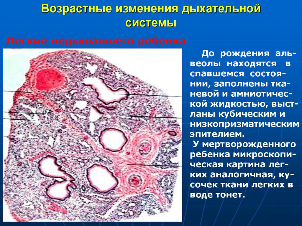 Возрастные изменения дыхательной системы