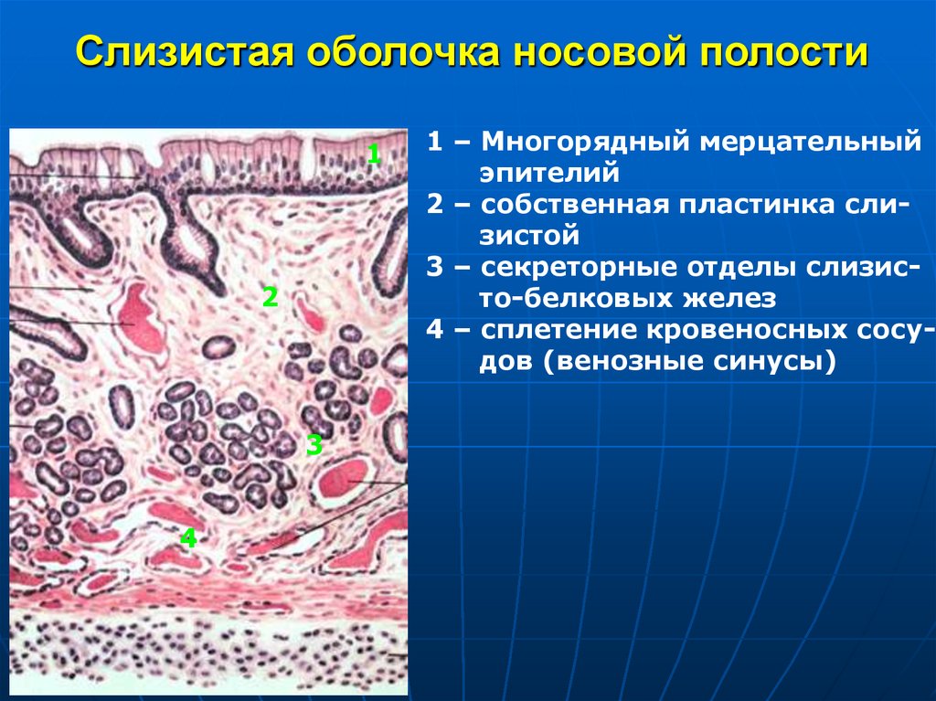 Слизистая оболочка носовой полости