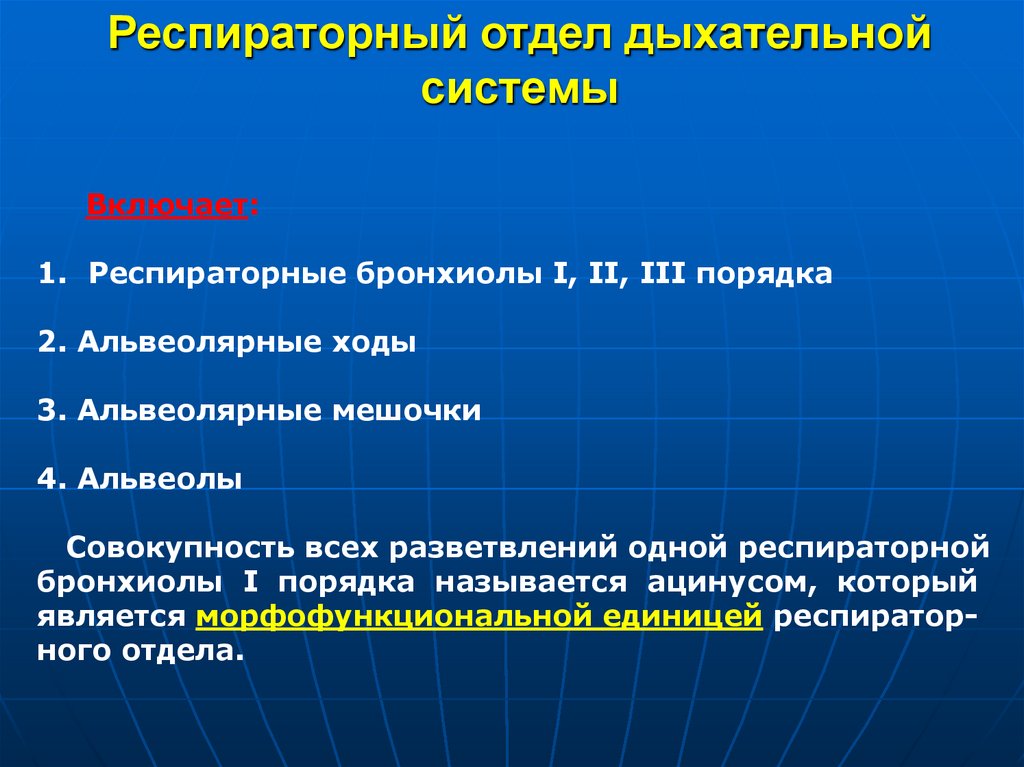 Респираторный отдел дыхательной системы