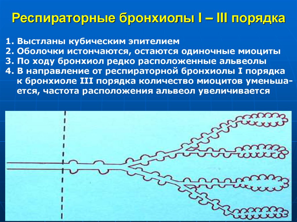 Респираторные бронхиолы I – III порядка
