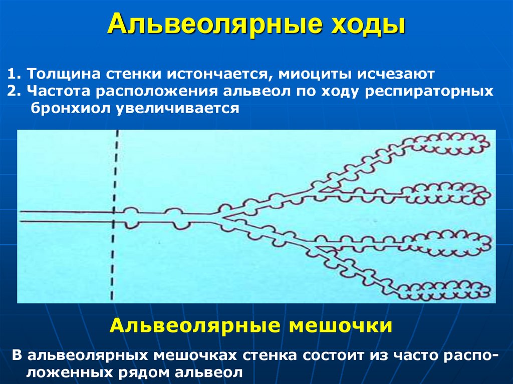Альвеолярные ходы
