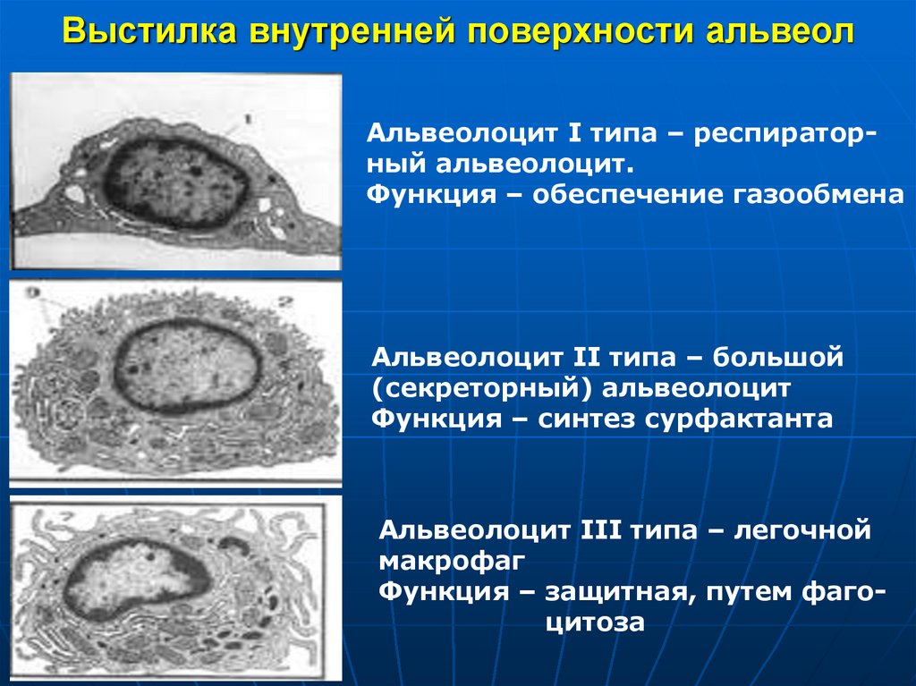 Выстилка внутренней поверхности альвеол