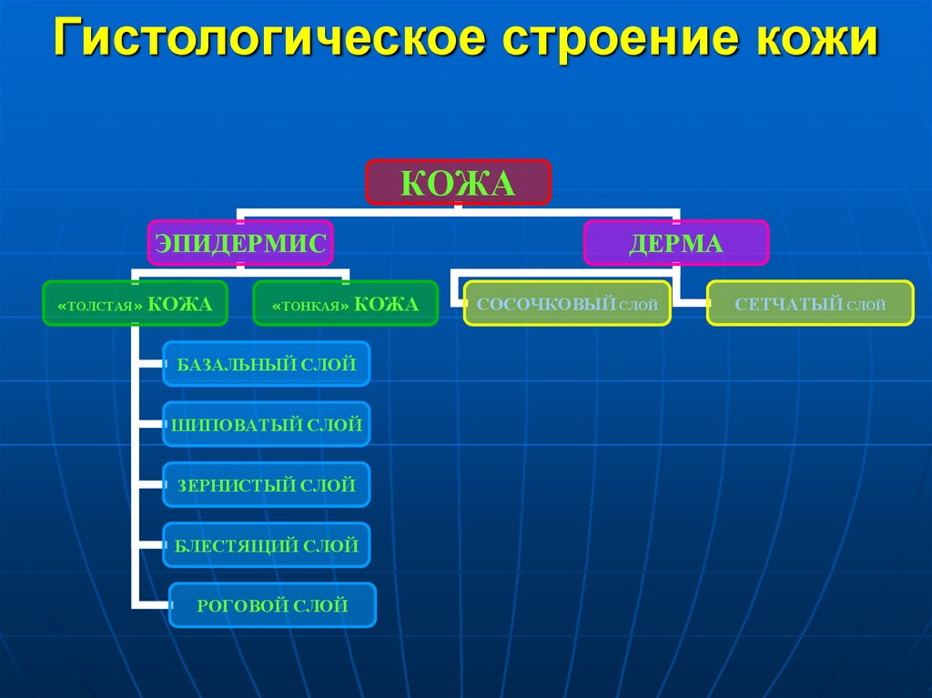 Гистологическое строение кожи
