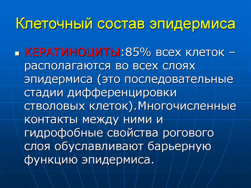 Клеточный состав эпидермиса