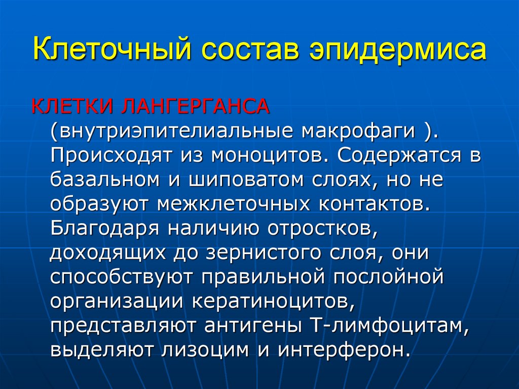 Клеточный состав эпидермиса