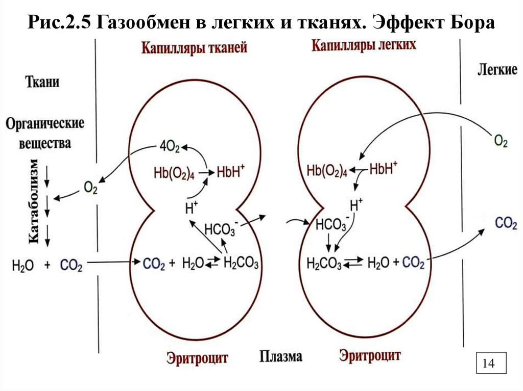 Рис.2.5 Газообмен в легких и тканях. Эффект Бора