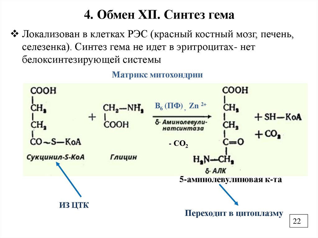 4. Обмен ХП. Синтез гема