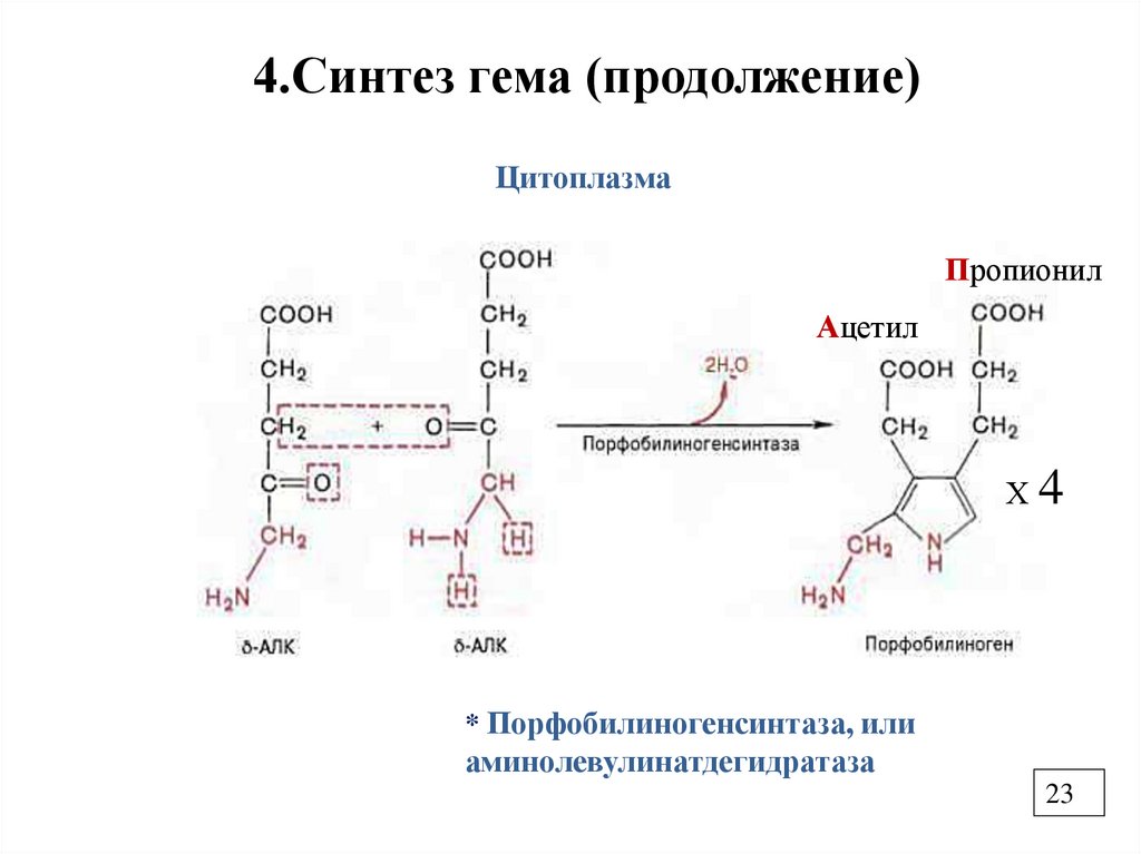 4.Синтез гема (продолжение)