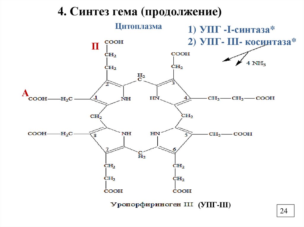 4. Синтез гема (продолжение)