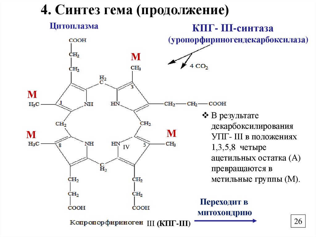 4. Синтез гема (продолжение)
