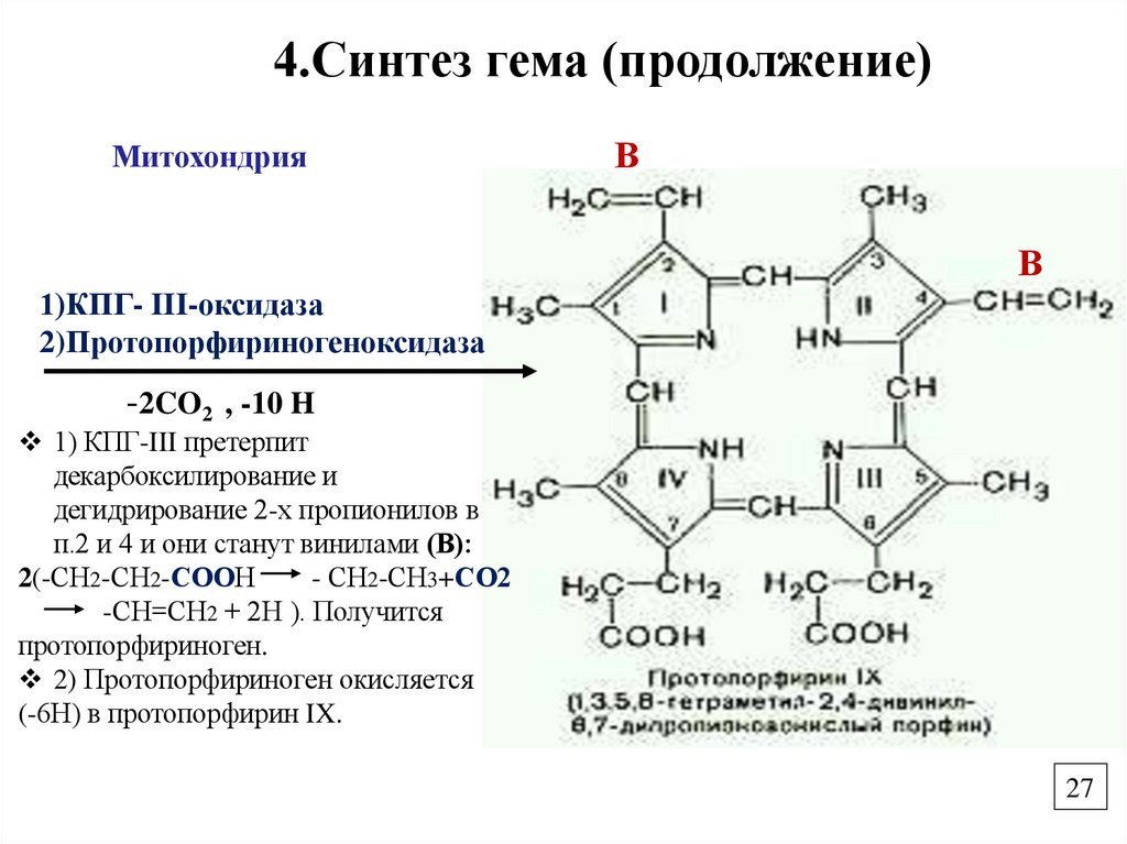 4.Синтез гема (продолжение)