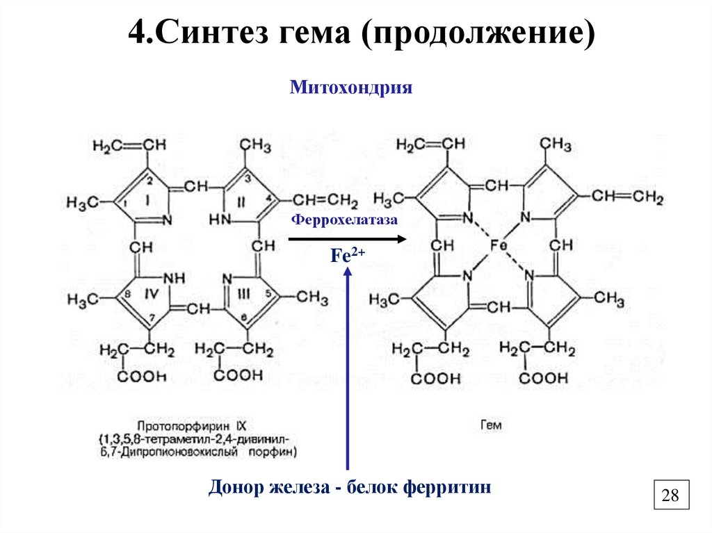 4.Синтез гема (продолжение)