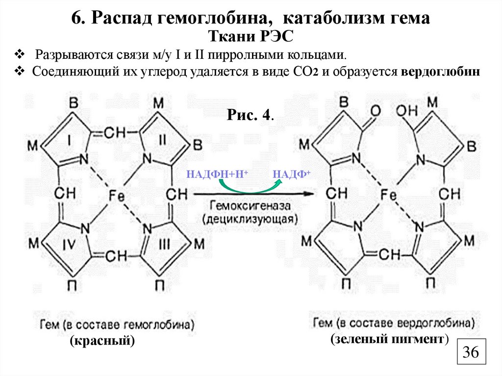 6. Распад гемоглобина, катаболизм гема