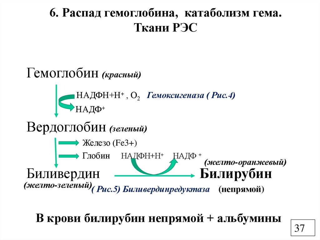 6. Распад гемоглобина, катаболизм гема. Ткани РЭС