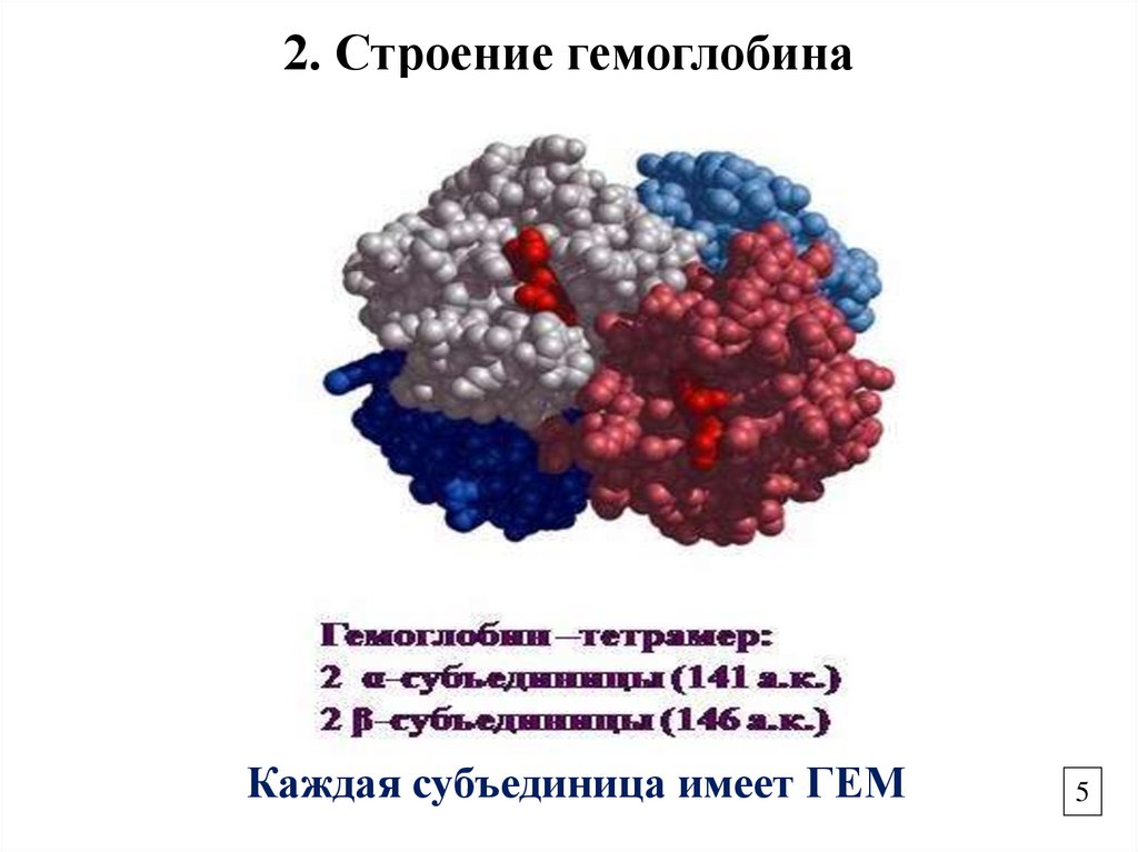2. Строение гемоглобина