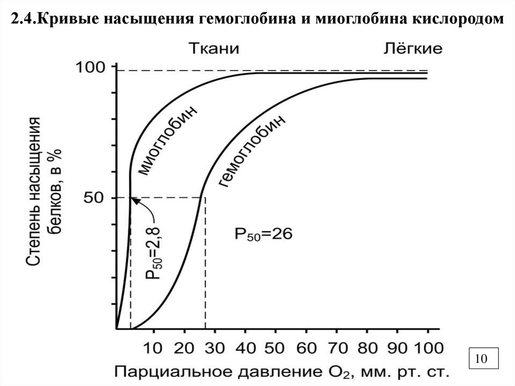 2.4.Кривые насыщения гемоглобина и миоглобина кислородом