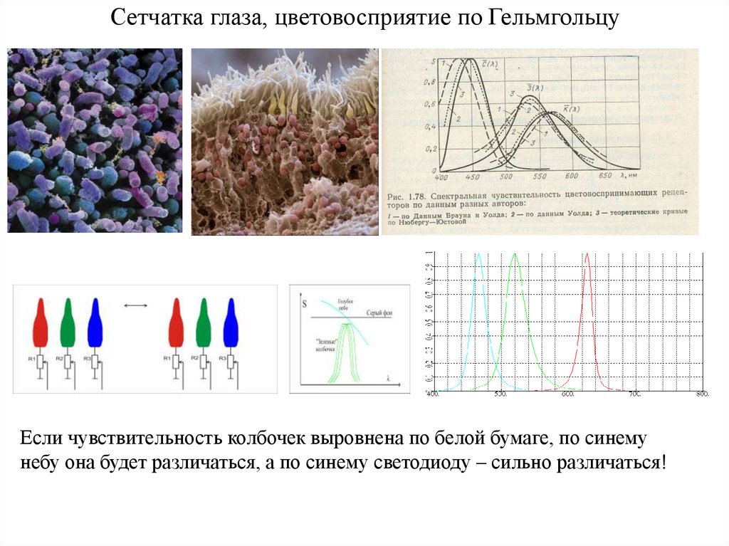 Сетчатка глаза, цветовосприятие по Гельмгольцу