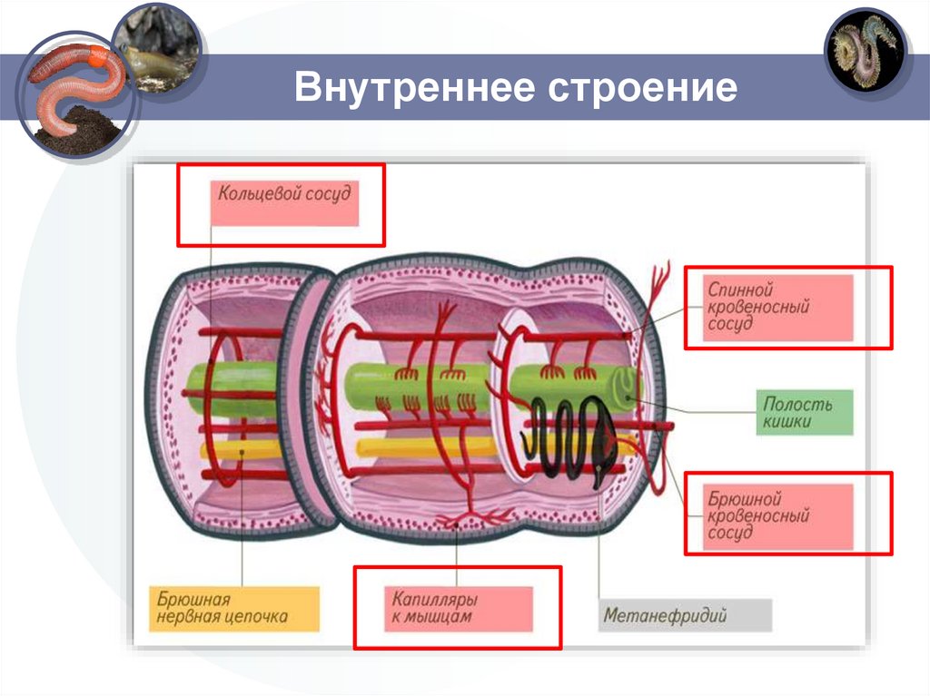 Внутреннее строение