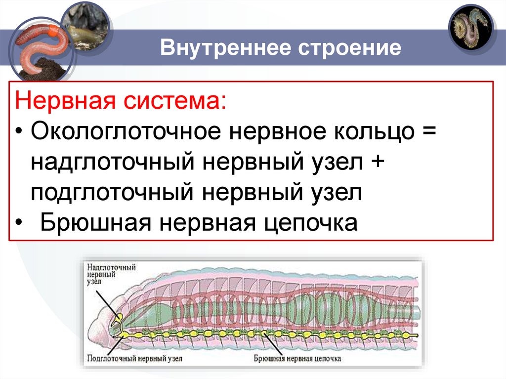 Внутреннее строение