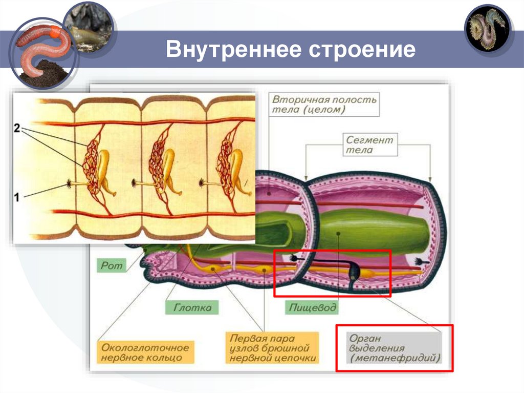 Внутреннее строение