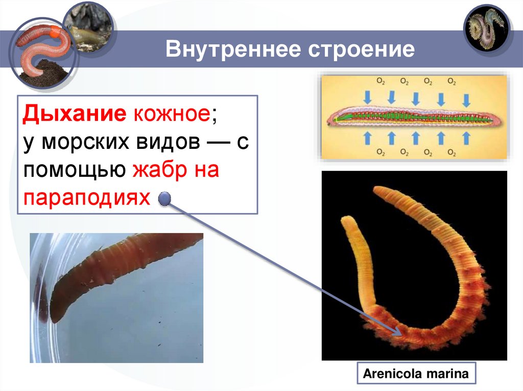 Внутреннее строение