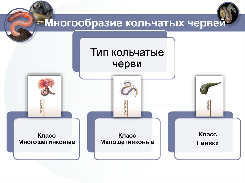 Многообразие кольчатых червей