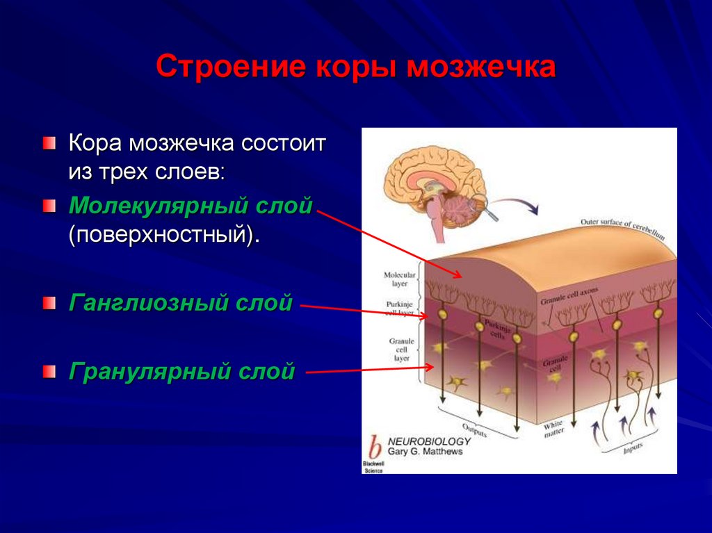 Строение коры мозжечка