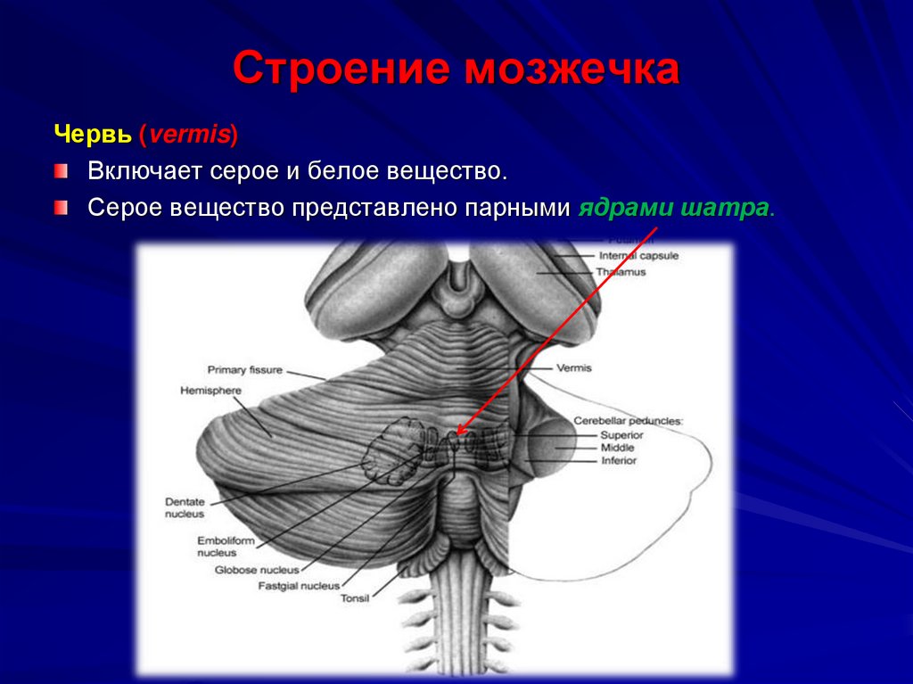 Строение мозжечка