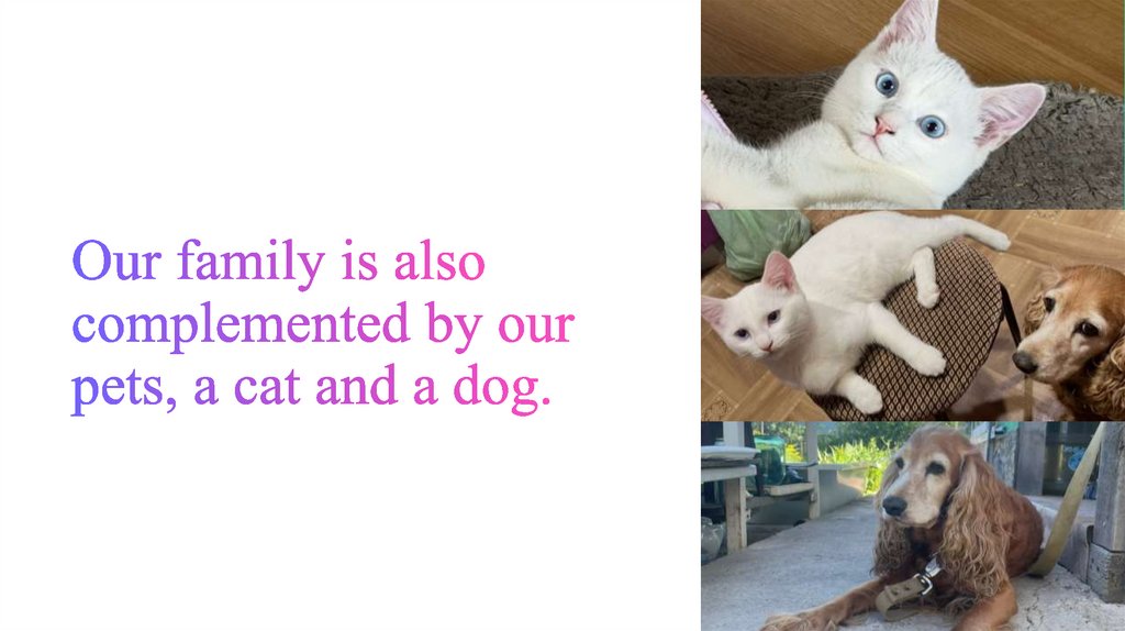 Our family is also complemented by our pets, a cat and a dog.