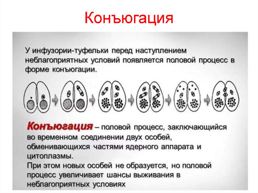 Конъюгация