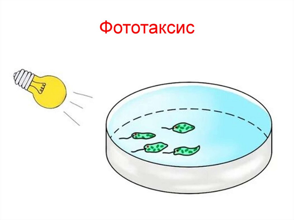 Фототаксис