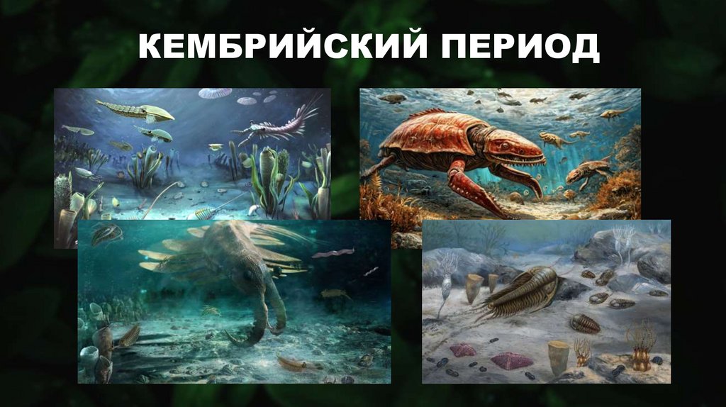 КЕМБРИЙСКИЙ ПЕРИОД