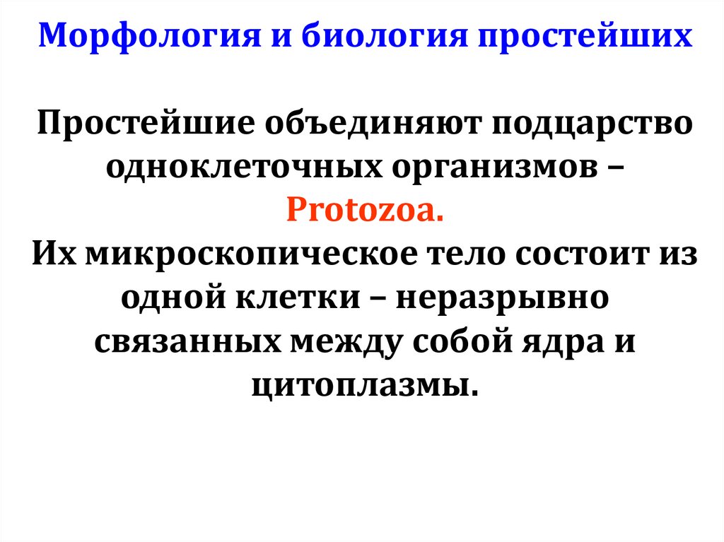 Морфология и биология простейших Простейшие объединяют подцарство одноклеточных организмов – Protozoa. Их микроскопическое тело