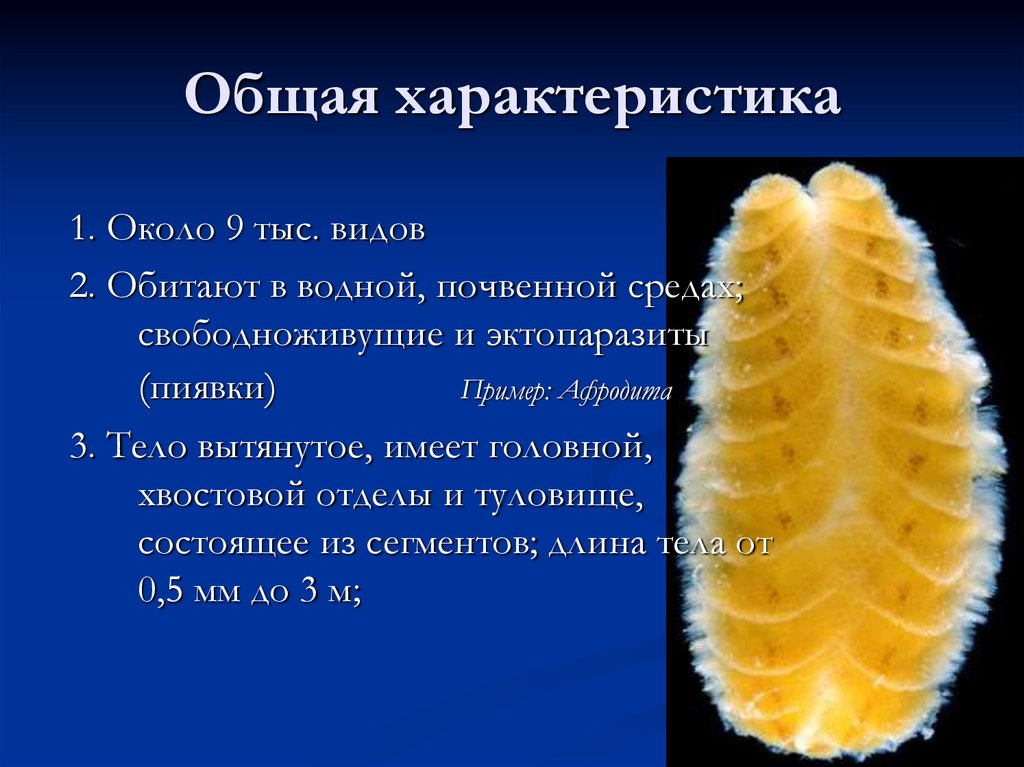 Общая характеристика