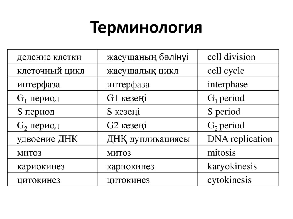 Терминология