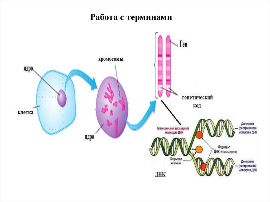 Работа с терминами