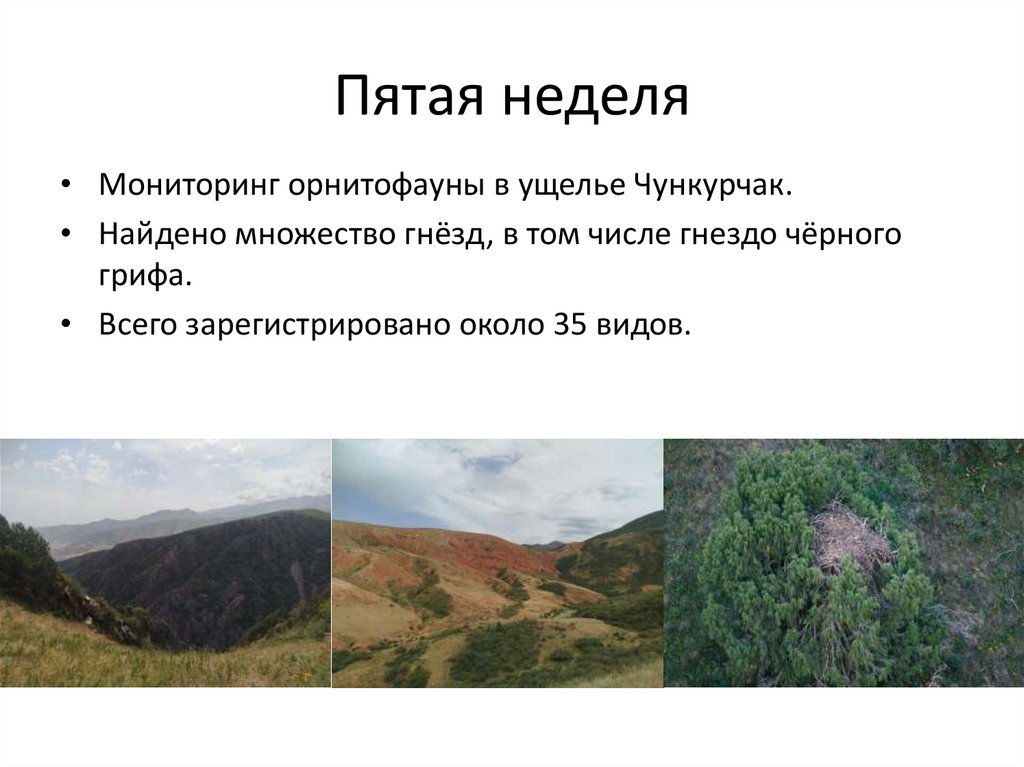 Пятая неделя