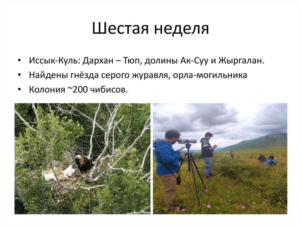 Шестая неделя