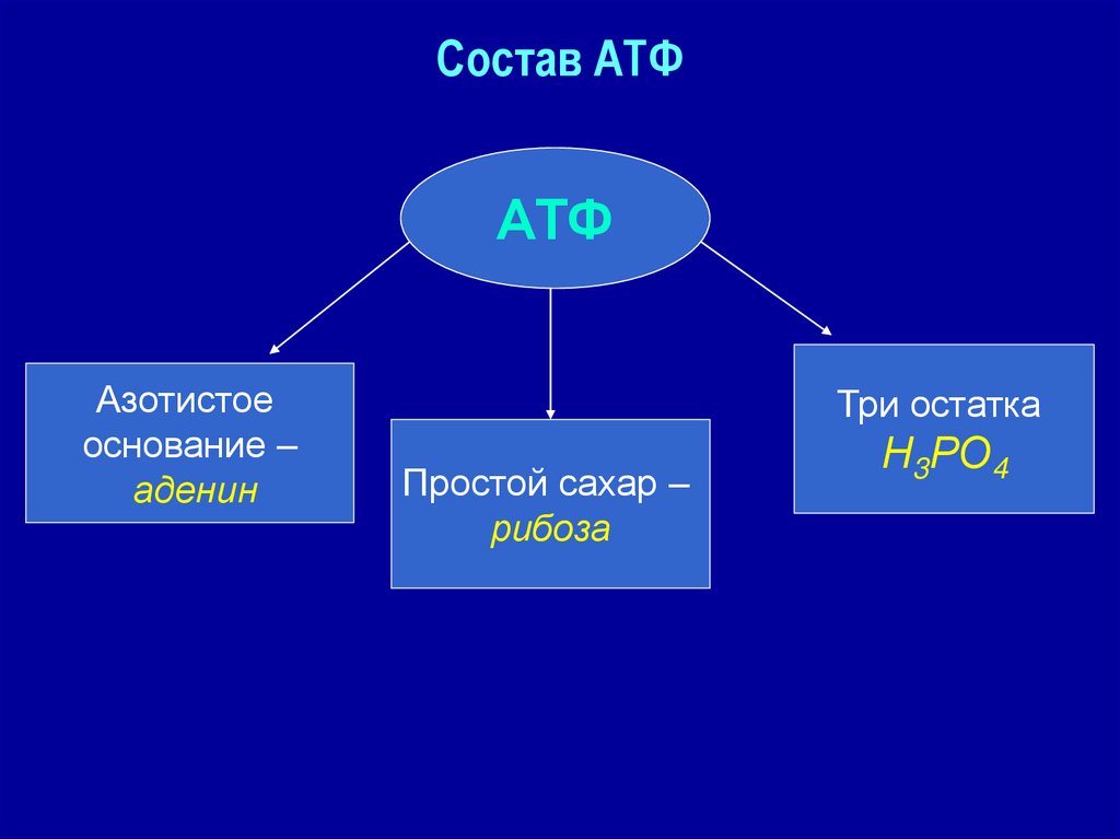 Состав АТФ